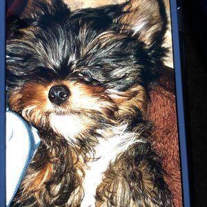 Meet your Posher, Max